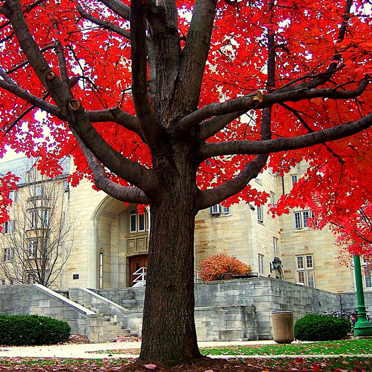 A tree with red foliage outside of the Collins Center entrance